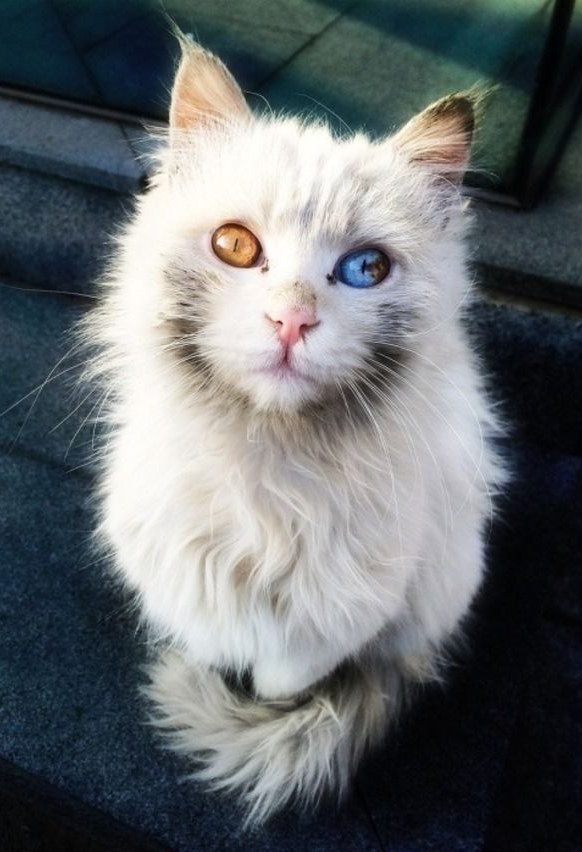 CATS IN THE NEWS!